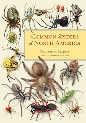 Common Spiders Of North America