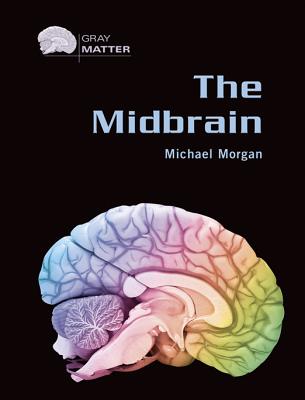 The Midbrain (Gray Matter)