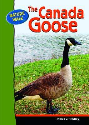 The Canada Goose (Nature Walk)