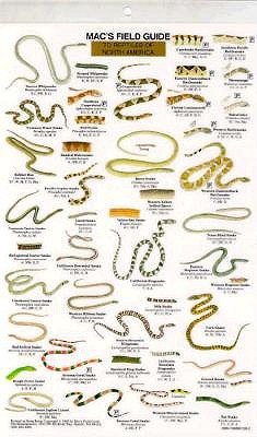 Mac's Field Guide to Reptiles of North America Laminated Card (Mac's Guides)
