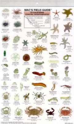 California Coastal Invertebrates (Mac's Guides)