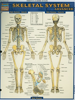 Skeletal System: Advanced (Quick Study Academic)