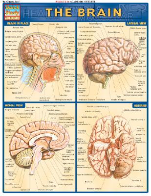 Brain (Quick Study Academic)