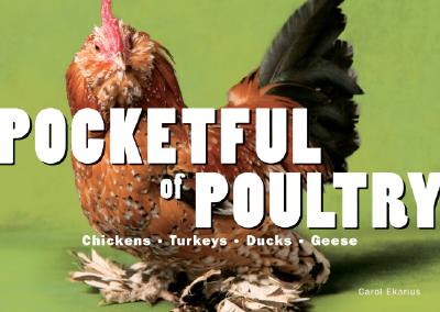 Image for Pocketful of Poultry : The Pocket Book of Poultry Breeds