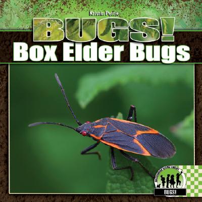 Box Elder Bugs