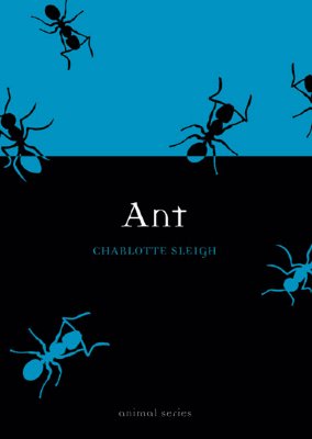 Ant (Animal)