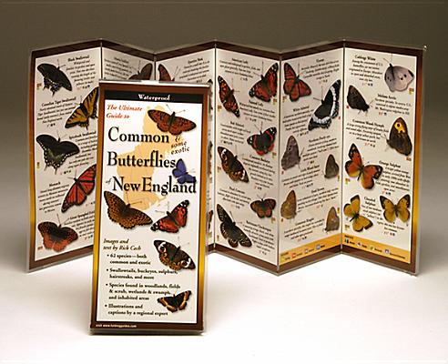 Common Butterflies of the Northeast (Foldingguides) Image for Common Butterflies of the Northeast (Foldingguides)