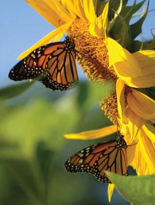 Butterfly Sunflower Blank Journal (Nodin Press Blank Journals)